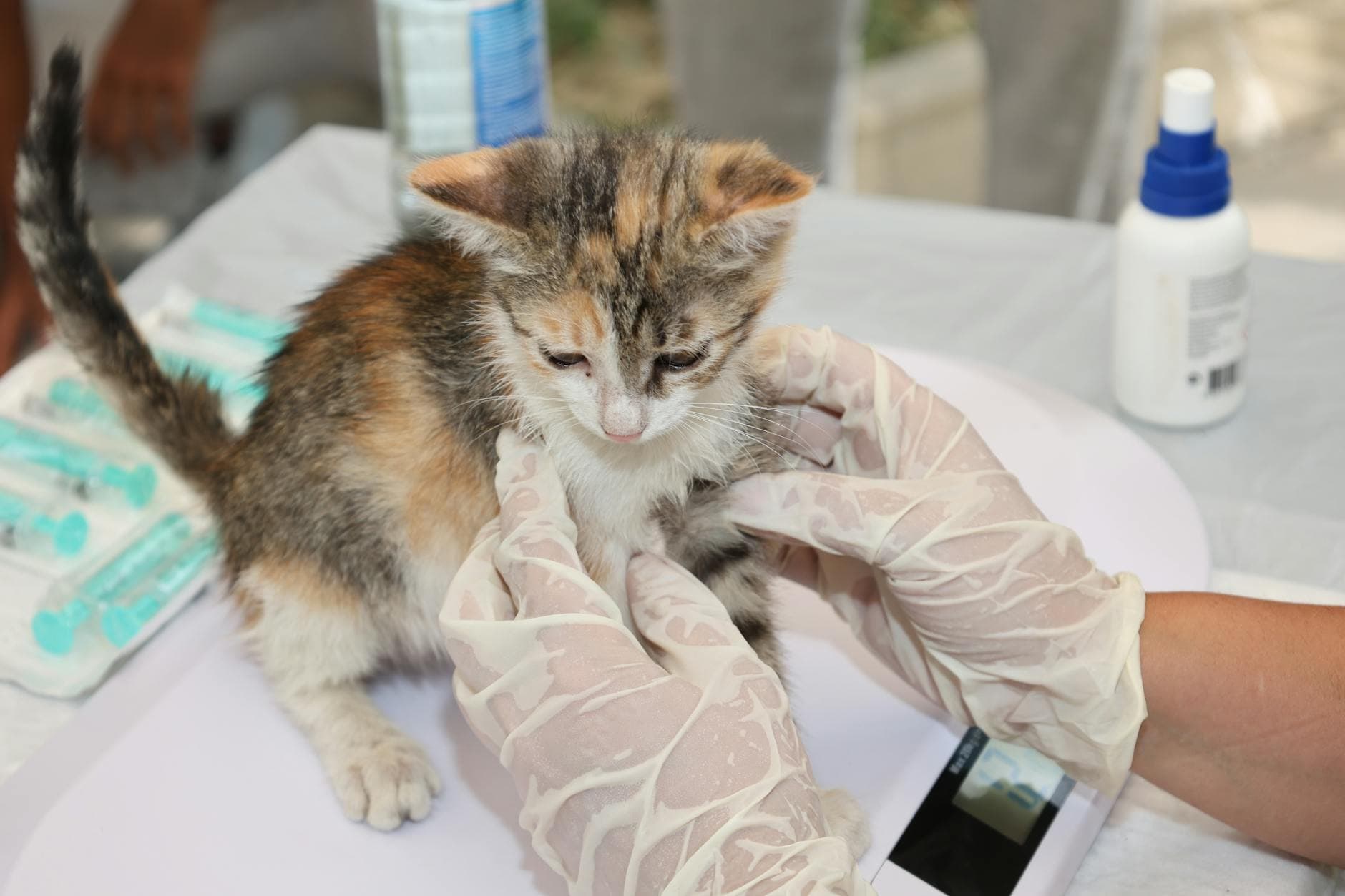 猫の下部尿路疾患(FLUTD)— 特発性膀胱炎と尿道閉塞 臨床総説のイメージ