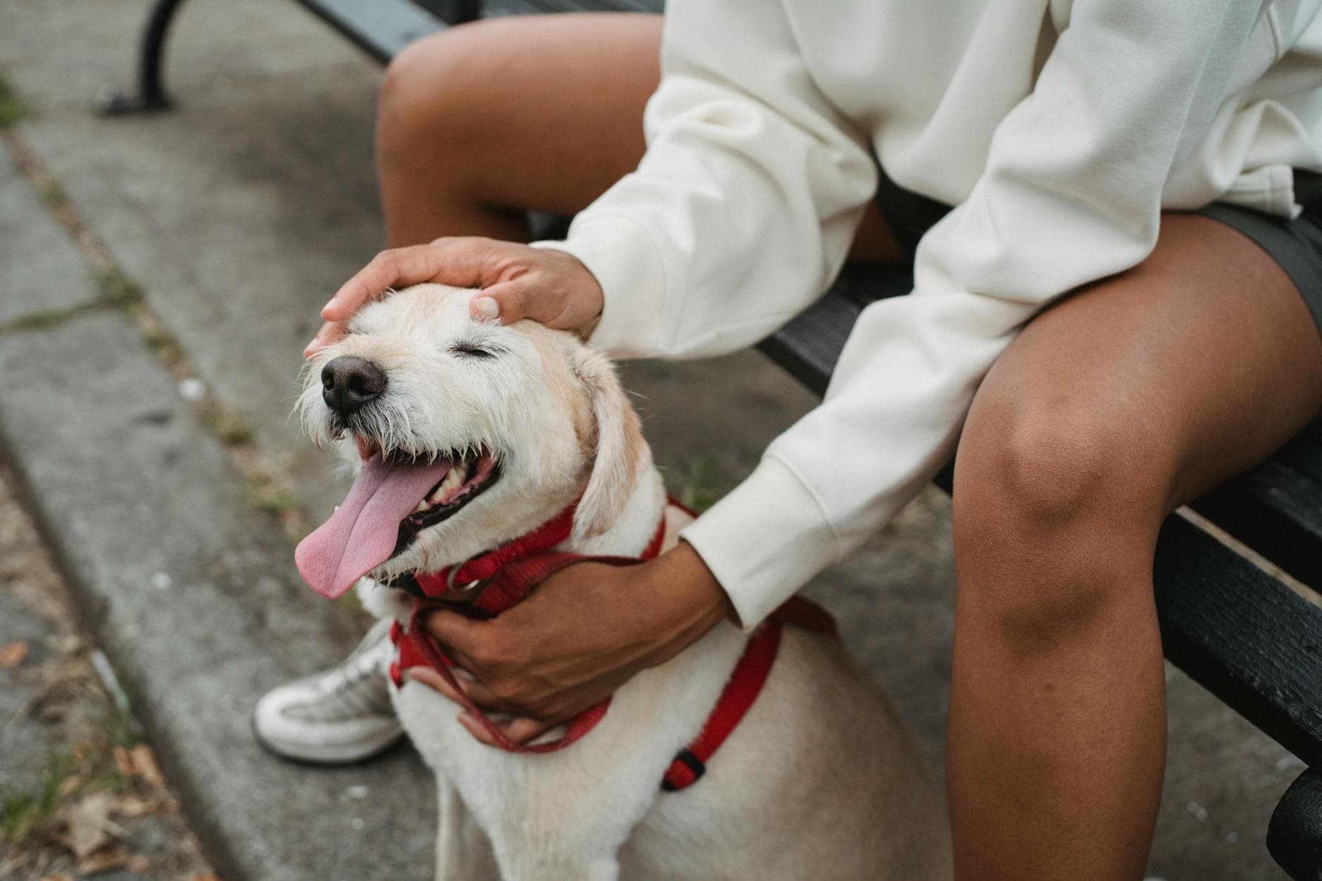 犬の多中心型リンパ腫 — 診断・免疫表現型と化学療法 臨床総説のイメージ